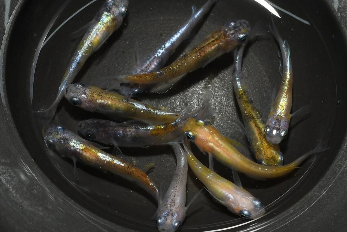 【猫飯】花魁メダカ・10匹 I5 現物 めだか セット 成魚 送料後確定拍卖