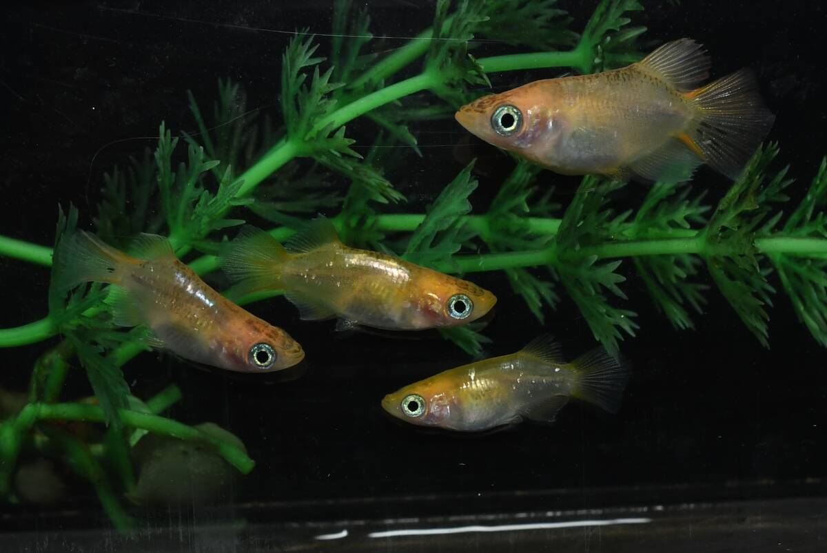 【猫飯】オーロラオレンジダルマメダカ・雄1匹雌3匹 C7 現物 めだか セット 成魚 送料後確定拍卖