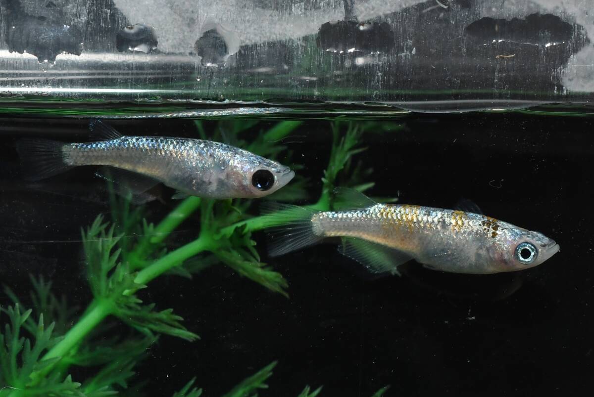 【猫飯】上物市!ユリシスパラディーゾメダカ・1ペア O10 現物 めだか セット 成魚 送料後確定拍卖