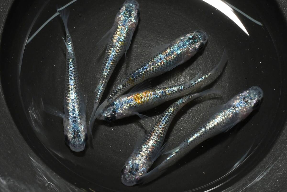 【猫飯】ユリシスパラディーゾメダカ・3ペア K6 現物 めだか セット 成魚 送料後確定拍卖