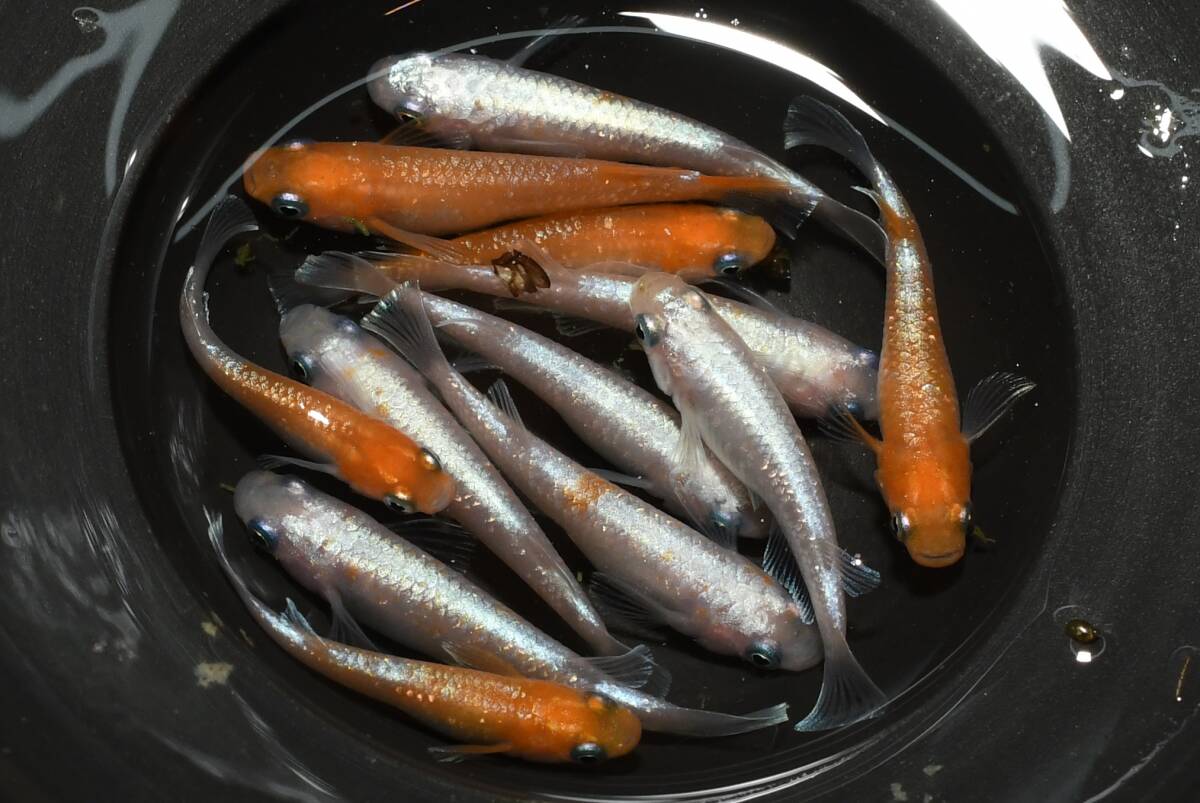 【猫飯】モヒZメダカ・10匹 Q3 現物 めだか セット 成魚 送料後確定拍卖