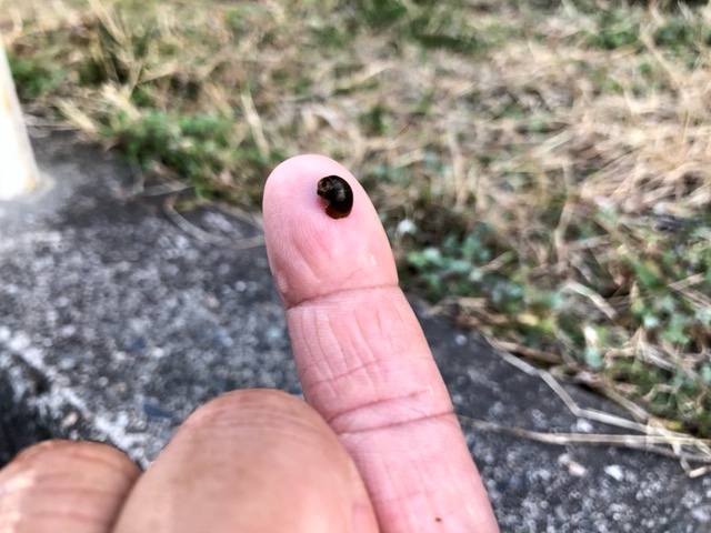 小さくて可愛い!良く動く!!!超ミニ石巻貝・50個 拍卖