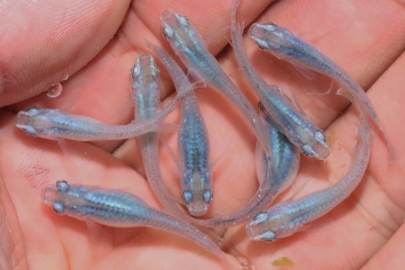 猫飯ω深海メダカの稚魚・10匹拍卖