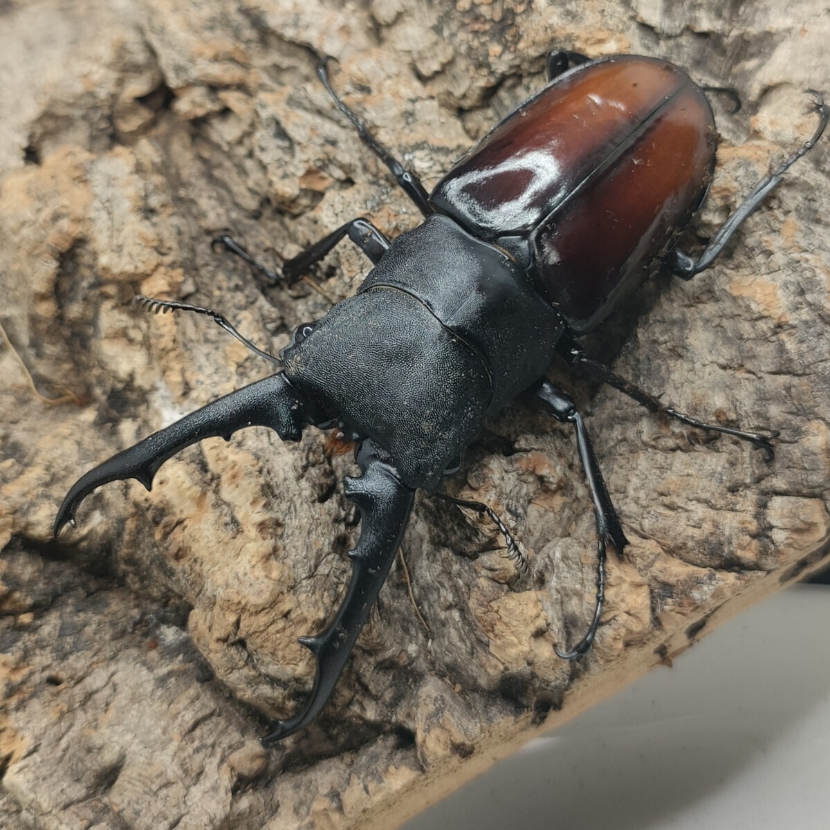 ツカモトフタマタ ペア 87.5×41.5 レコード狙いに拍卖