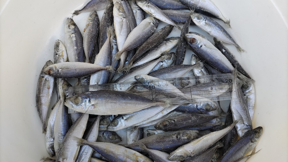 冷凍アジ 冷凍バラアジ アジ エサ バラエサ 冷凍エサ 大型魚 熱帯魚 アロワナ ピラルク アリゲーター ガー ネオケラ エンドリ拍卖