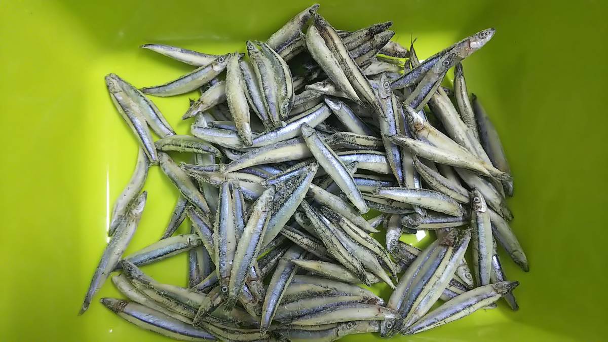 3キロ バラ キビナゴ 冷凍 冷凍エサ 冷凍餌   大型魚 熱帯魚 アロワナ アリゲーター ポルカ 淡水エイ モトロ レッドール拍卖