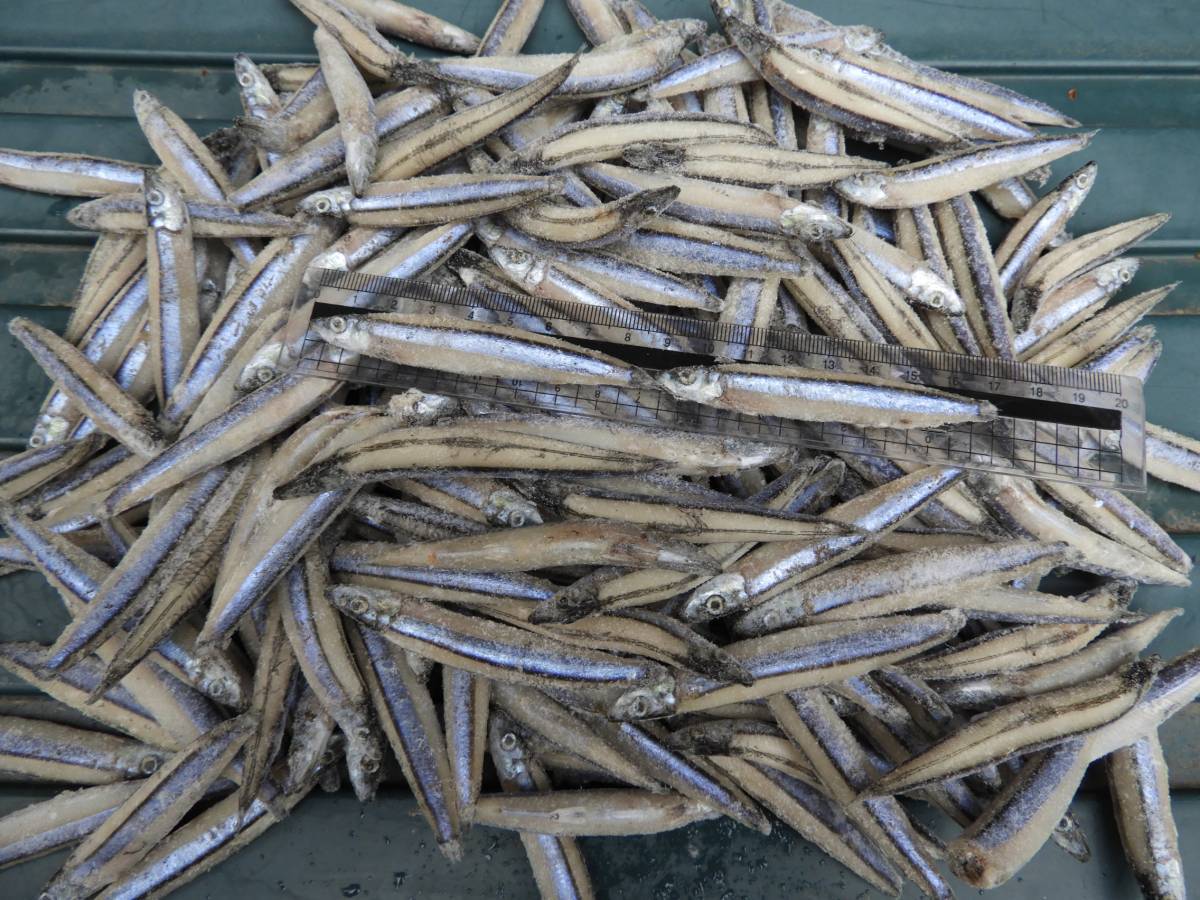 冷凍エサ キビナゴ バラ 冷凍バラキビナゴ 大型魚 熱帯魚 古代魚 ガー アロワナ ダイヤモンドポルカ拍卖