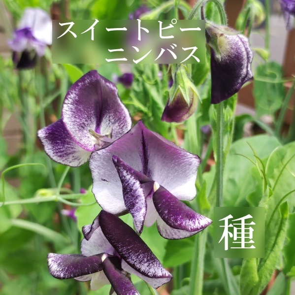 秋まき花の種 スイートピーニンバス20粒以上 バイカラー 一年草拍卖