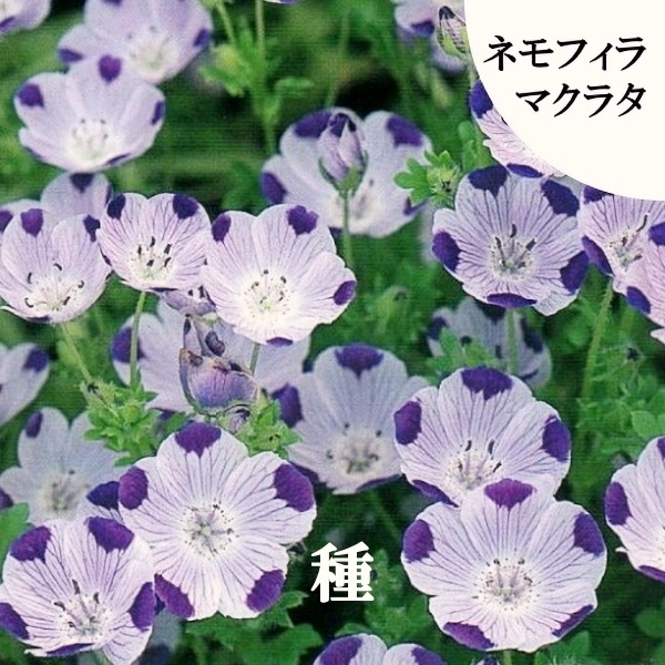 秋まき花の種 ネモフィラ・マクラタ 50粒以上 一年草拍卖