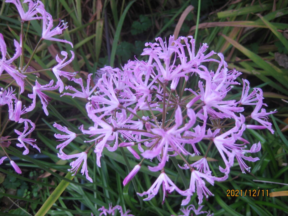 ネリネ★ダイヤモンドリリー☆クリスパ球根 1球拍卖