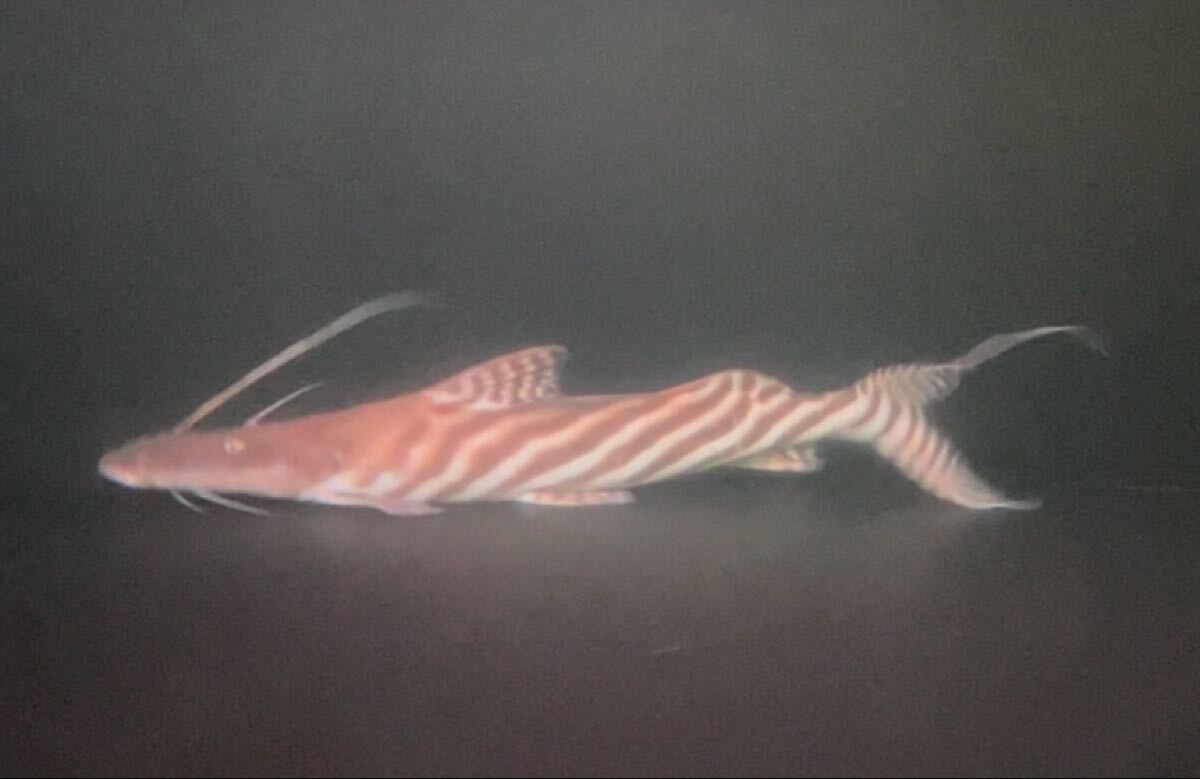 ゼブラキャット 45㎝〜50㎝ (フィラメント除く)拍卖