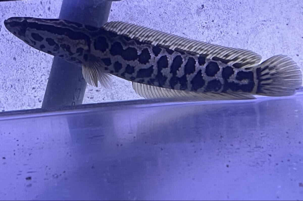雷魚 17㎝±拍卖