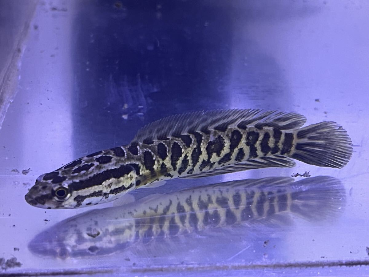 雷魚 10㎝±拍卖