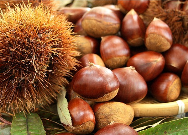 ホクホク!秋の味覚♪熟成 くり 栗♪無薬品 有機栽培安心安全!生栗! M~L 1.8k産地直送拍卖