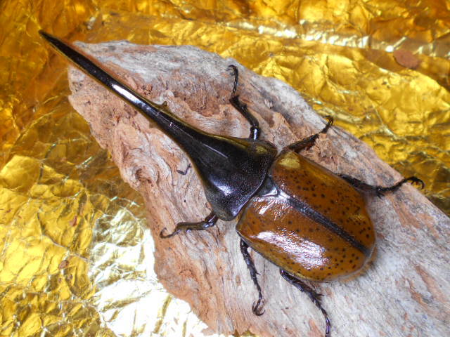 DHリッキー156♂・70♀ペア拍卖