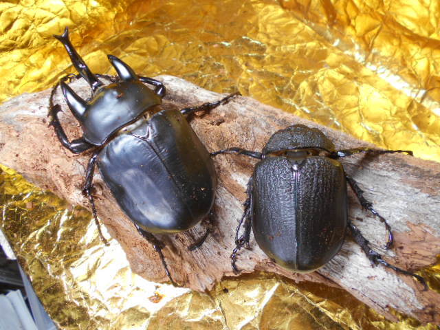 アクティオンゾウカブト113♂・78♀ペア拍卖