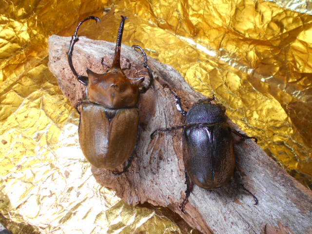 エレファスゾウカブト112♂・71♀ペア拍卖