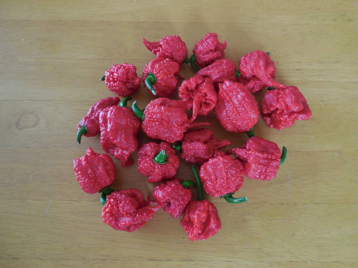 ★激辛唐辛子★キャロライナ・リーパーの種50粒★発芽方法、栽培方法の説明書付き★ 拍卖