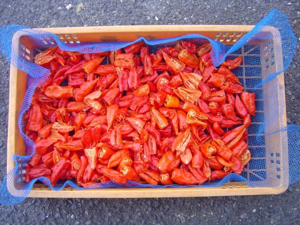 ★ハバネロよりも辛い唐辛子★ブート・ジョロキアの種30粒★発芽方法・栽培方法の説明書付き★拍卖