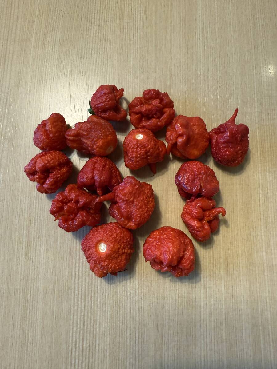 ★キャロライナ・リーパーよりも辛い唐辛子★ドラゴンズ・ブレスの種20粒★発芽方法・栽培方法の説明書付き★ 拍卖