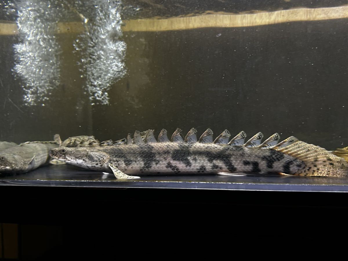 横ラインが見事な個体 エンドリケリー 35センチ前後 全国発送可能福岡 aqua vertex〜熱帯魚買取人〜 エンドリケリー ポリプテルス拍卖