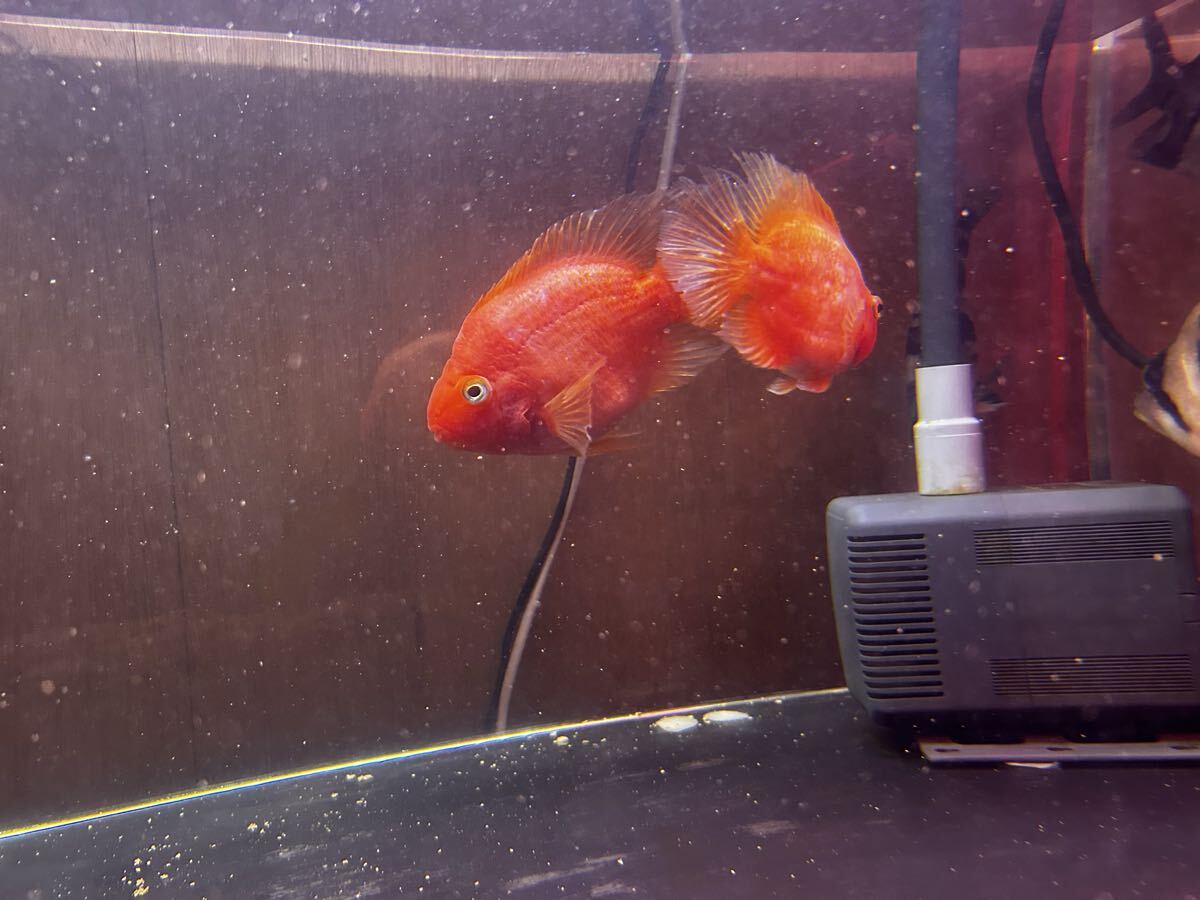 パロット 2匹セット 11センチ前後 福岡 aqua vertex〜熱帯魚買取人〜 シクリッド拍卖