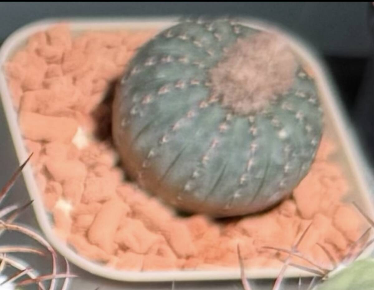 サボテン 種子 士童 フライレア 20粒拍卖