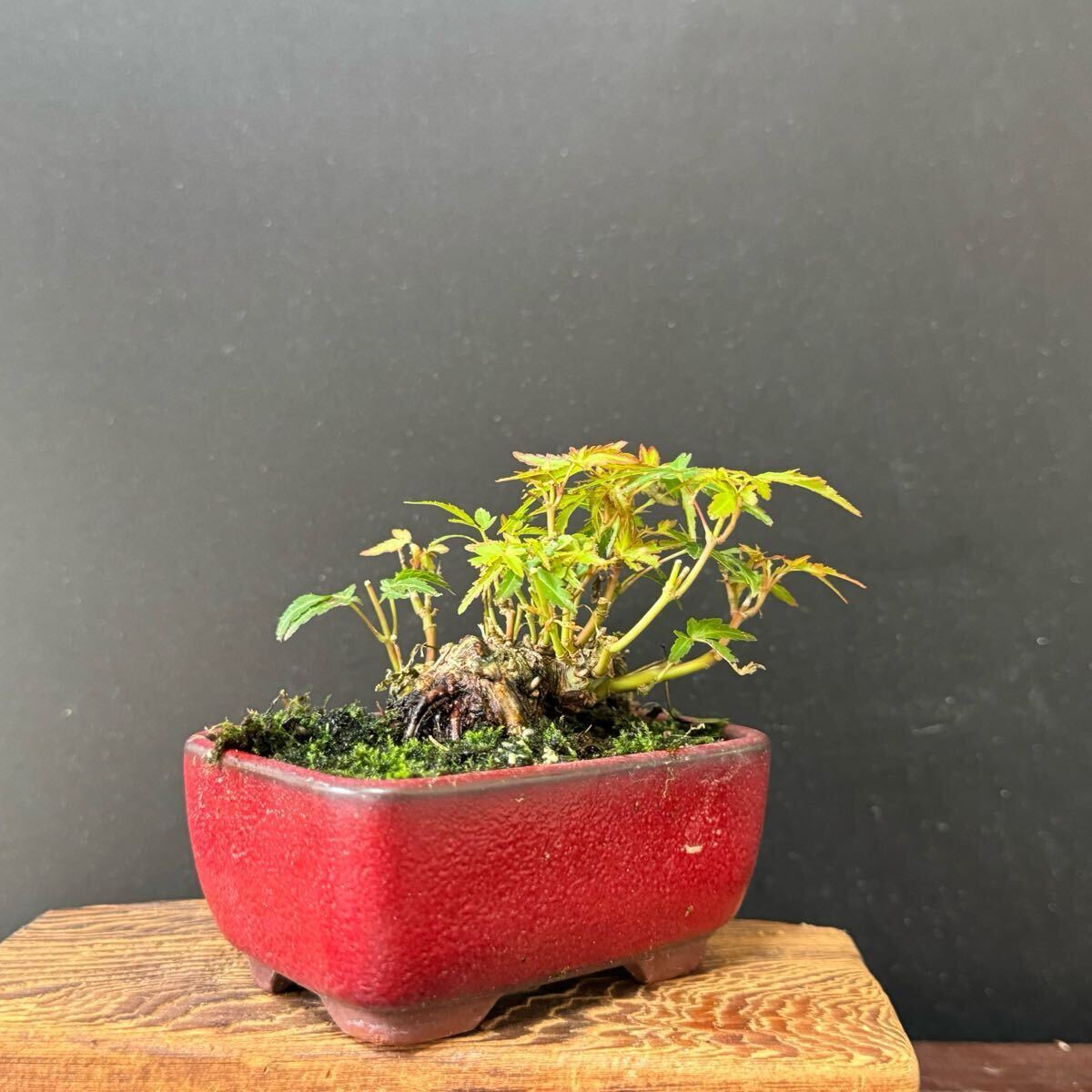 ミニ盆栽【織姫】①拍卖