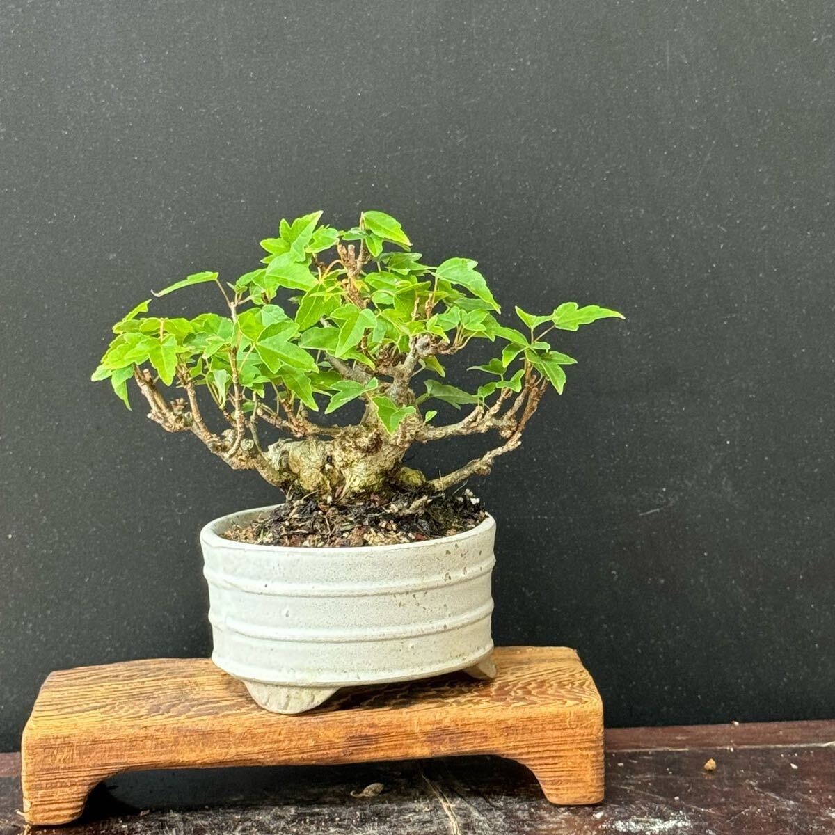 ミニ盆栽【楓】⑥拍卖