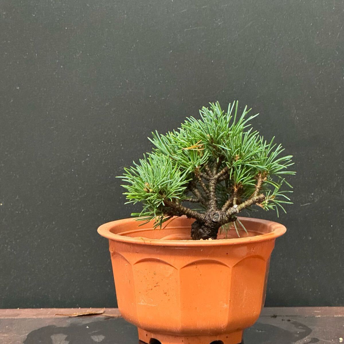 素材盆栽【那須五葉松】①拍卖