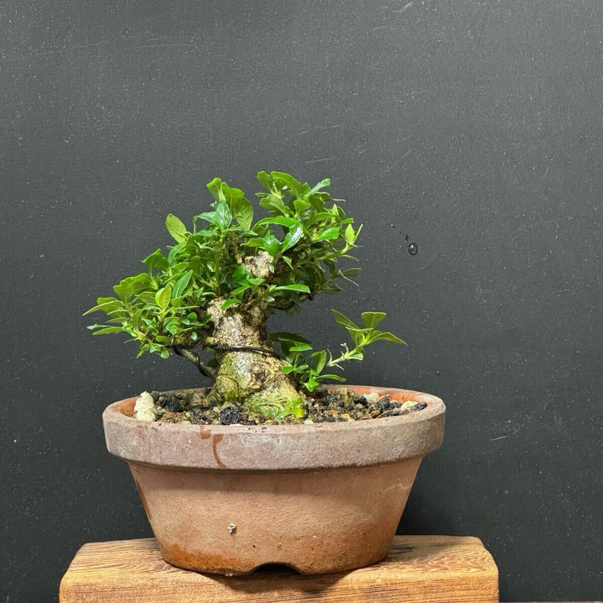 素材盆栽【クチナシ】②拍卖