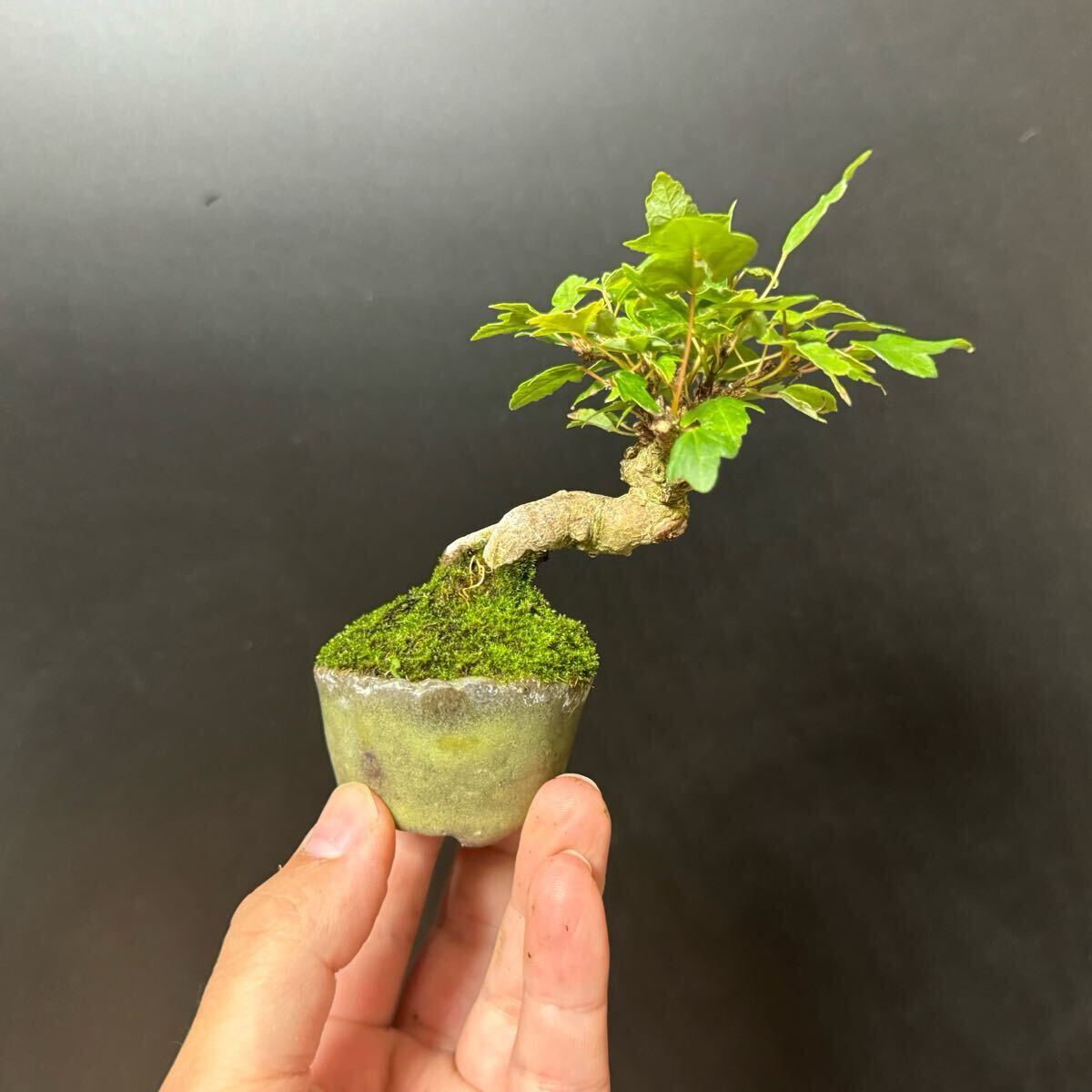 ミニ盆栽【楓】⑤鉢【町直】拍卖
