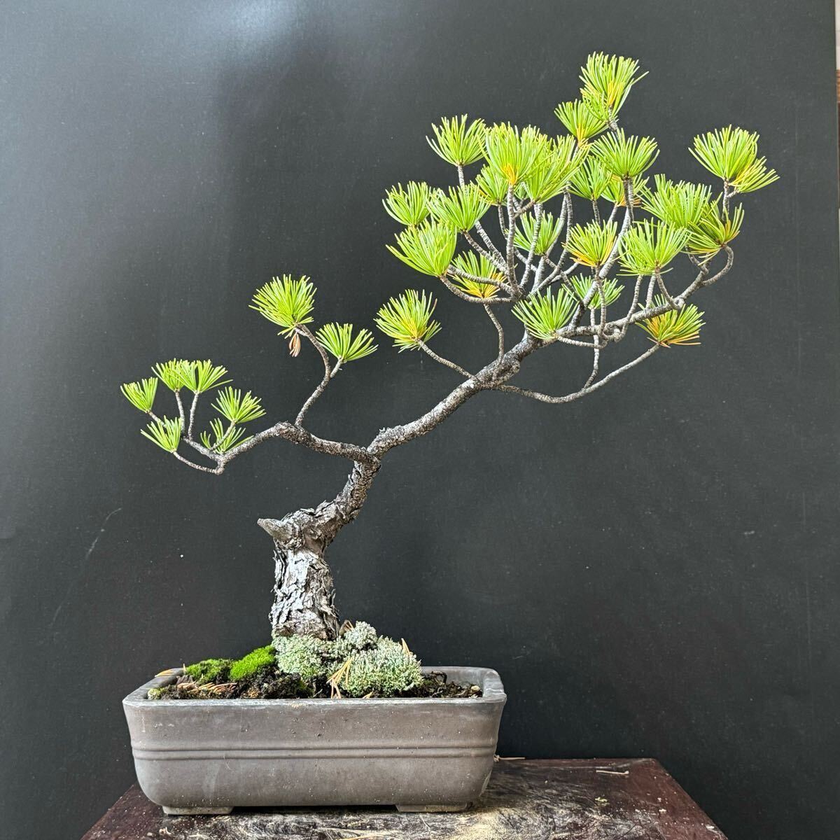 盆栽【五葉松】20拍卖