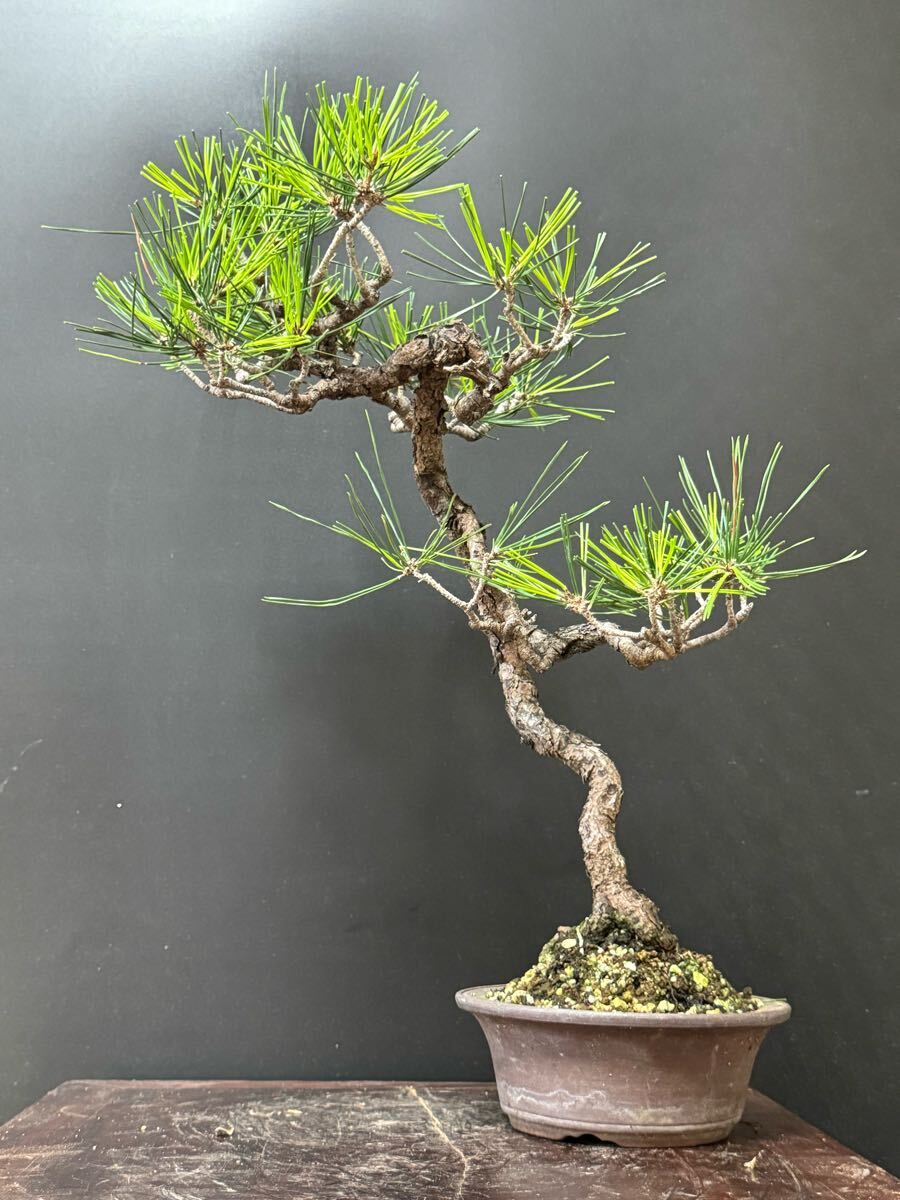 文人盆栽【赤松】①拍卖