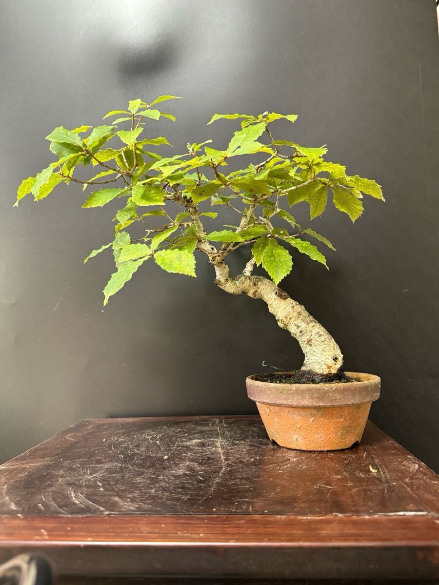 盆栽【ドングリ】拍卖