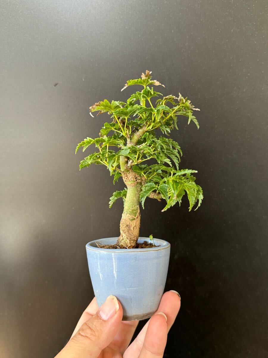 ミニ盆栽【獅子頭】②拍卖