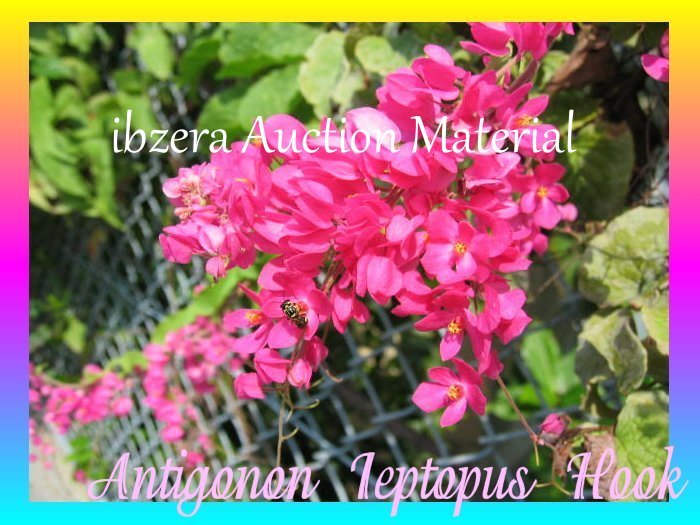 ★ピンクの花★愛の鎖:ラブチェーン:アサヒカズラの種35粒★P2拍卖