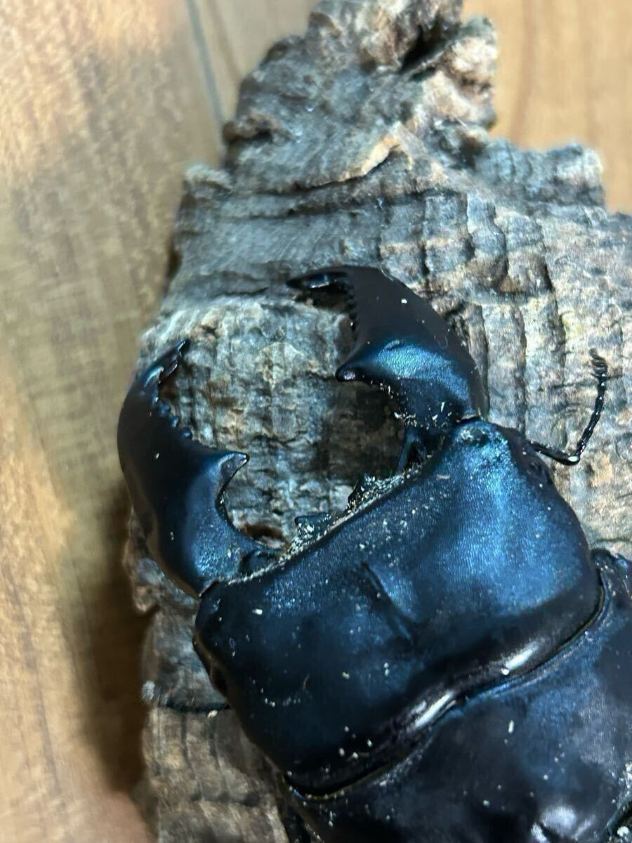 スマトラオオヒラタ 幼虫5匹 クロブスター血統拍卖