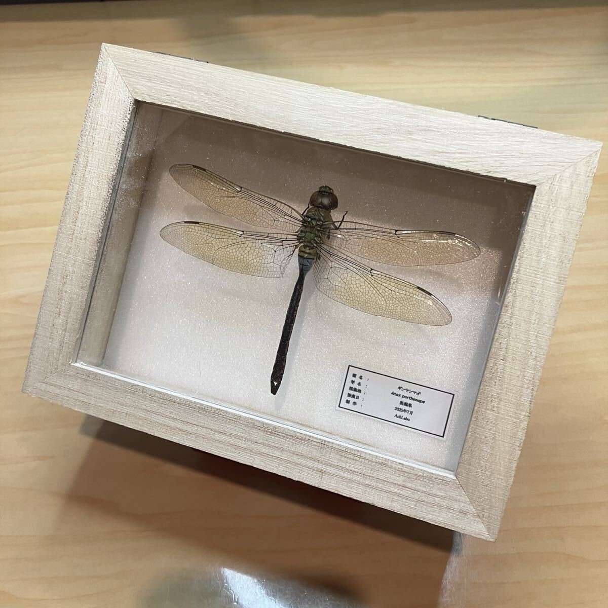 【昆虫標本】 ギンヤンマ♂ ウッドケース入り拍卖
