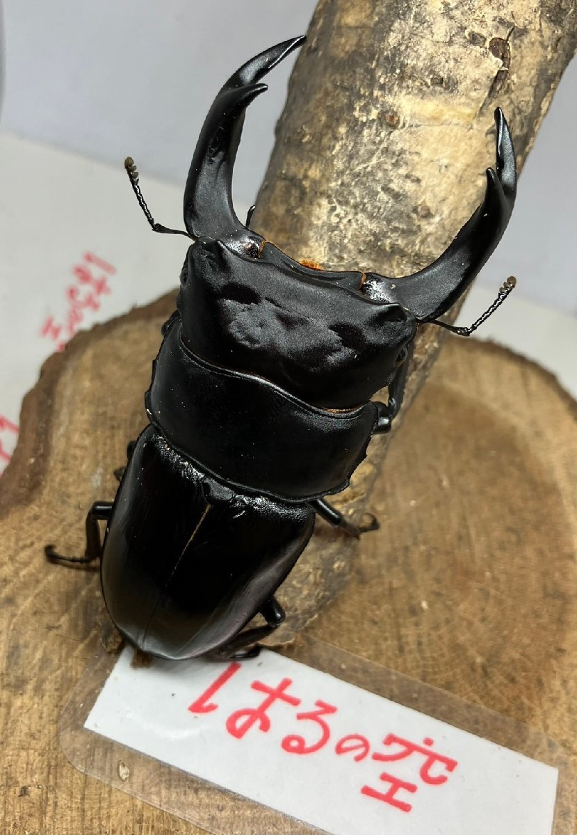 【はるの空11/3♂次回ラスト】新成虫 能勢YG♂89㎜ O-5 ※よく読んで下さい。拍卖