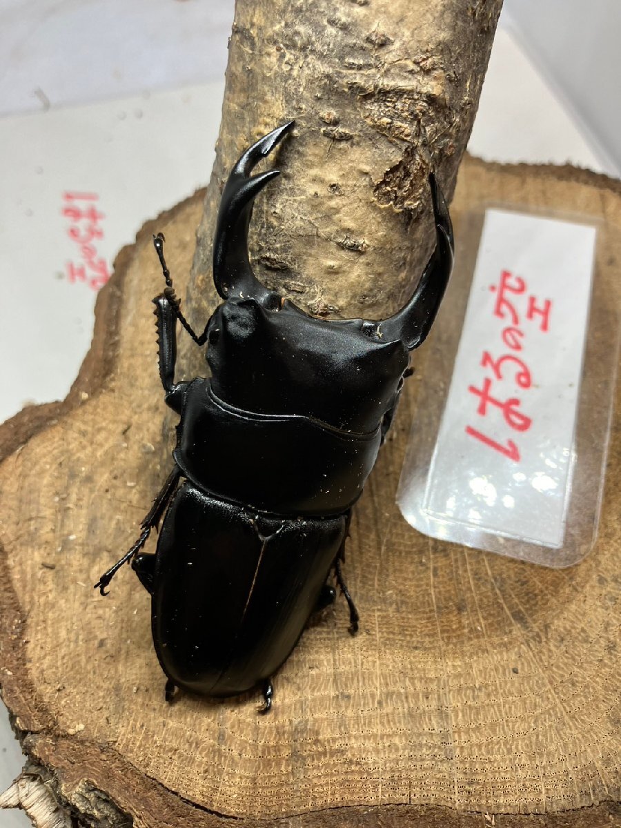 【はるの空11/3♂次回ラスト】新成虫 能勢YG♂85㎜ F-25 ※よく読んで下さい。拍卖