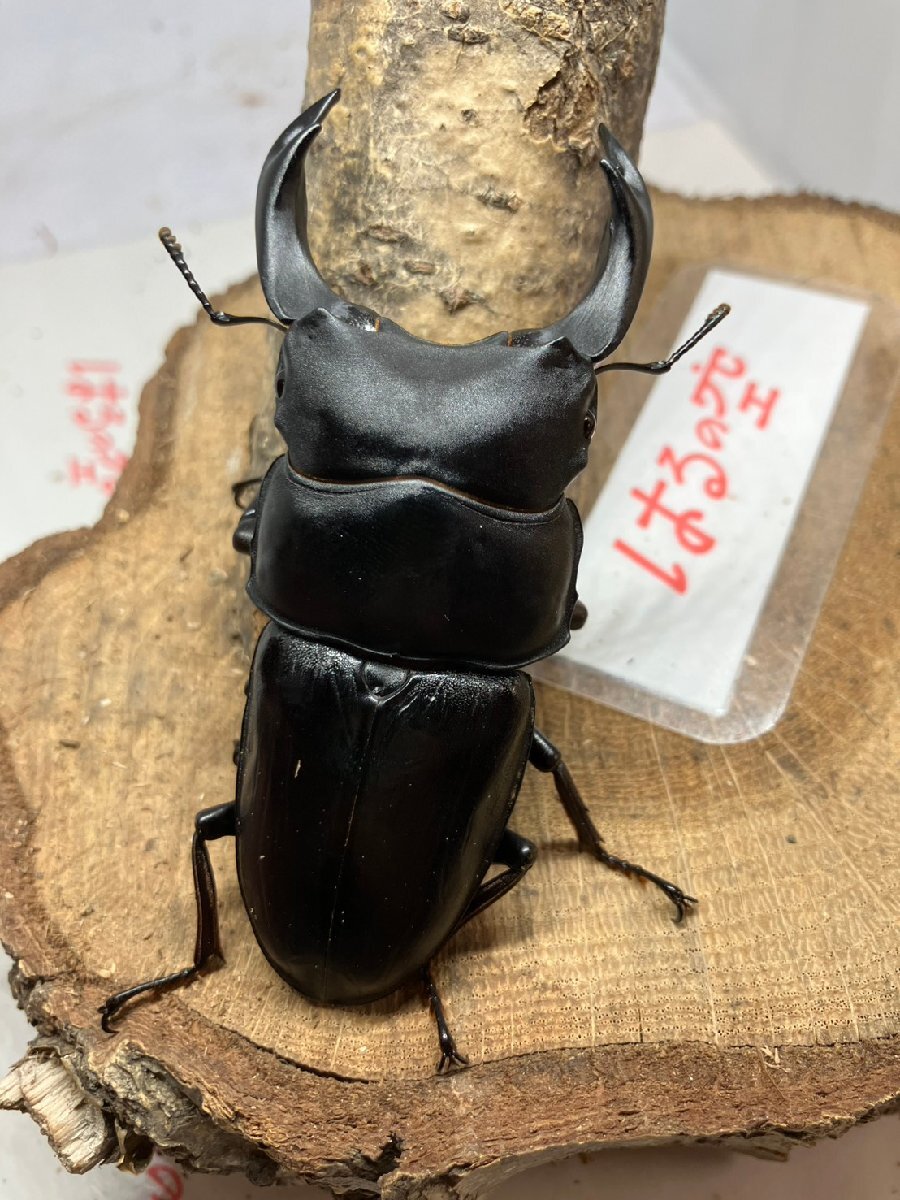 【はるの空11/3♂次回ラスト】新成虫 能勢YG♂86.5㎜ J-3 ※よく読んで下さい。拍卖