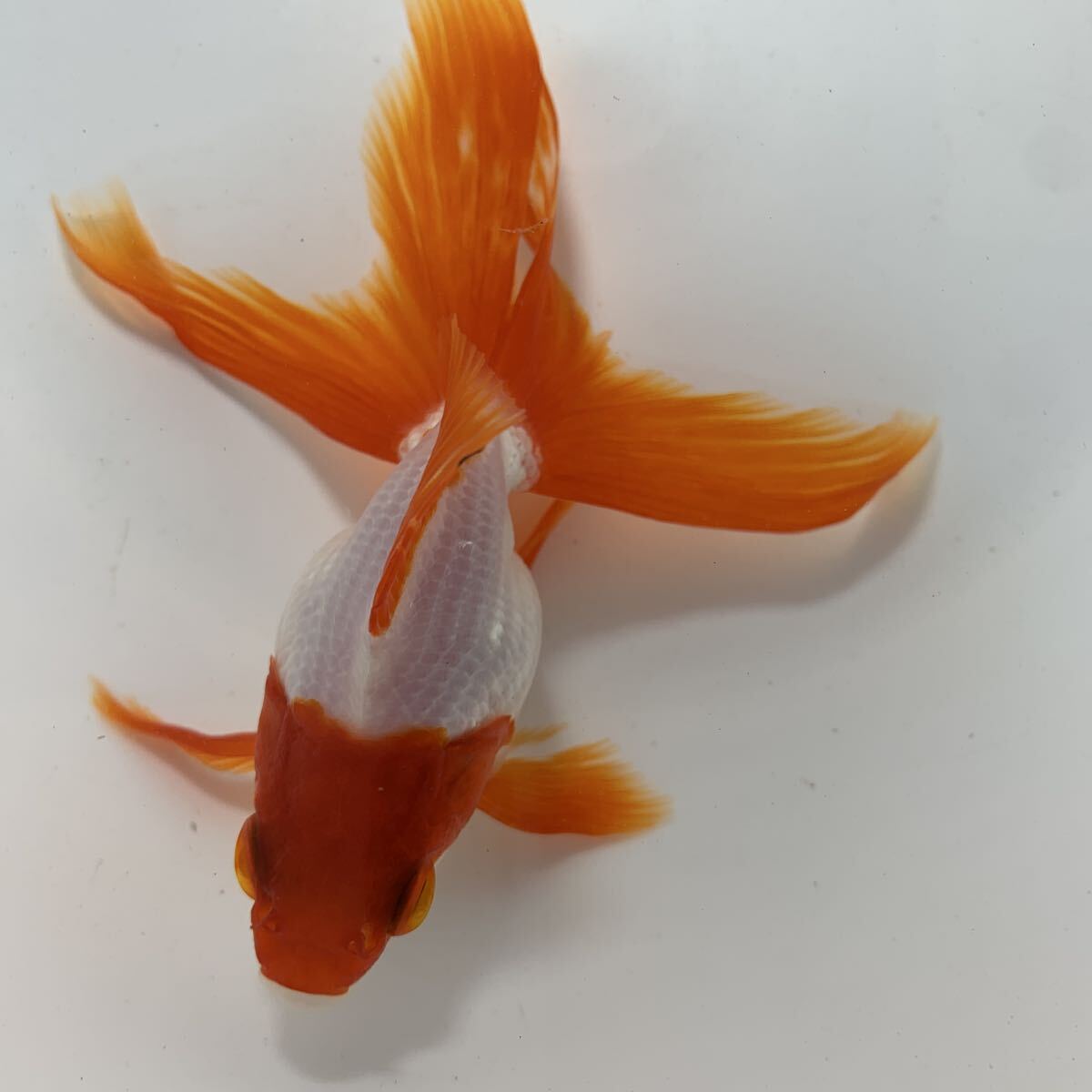 上物 三歳 飯田 更紗 琉金 約10cm リュウキン 金魚 No.4拍卖