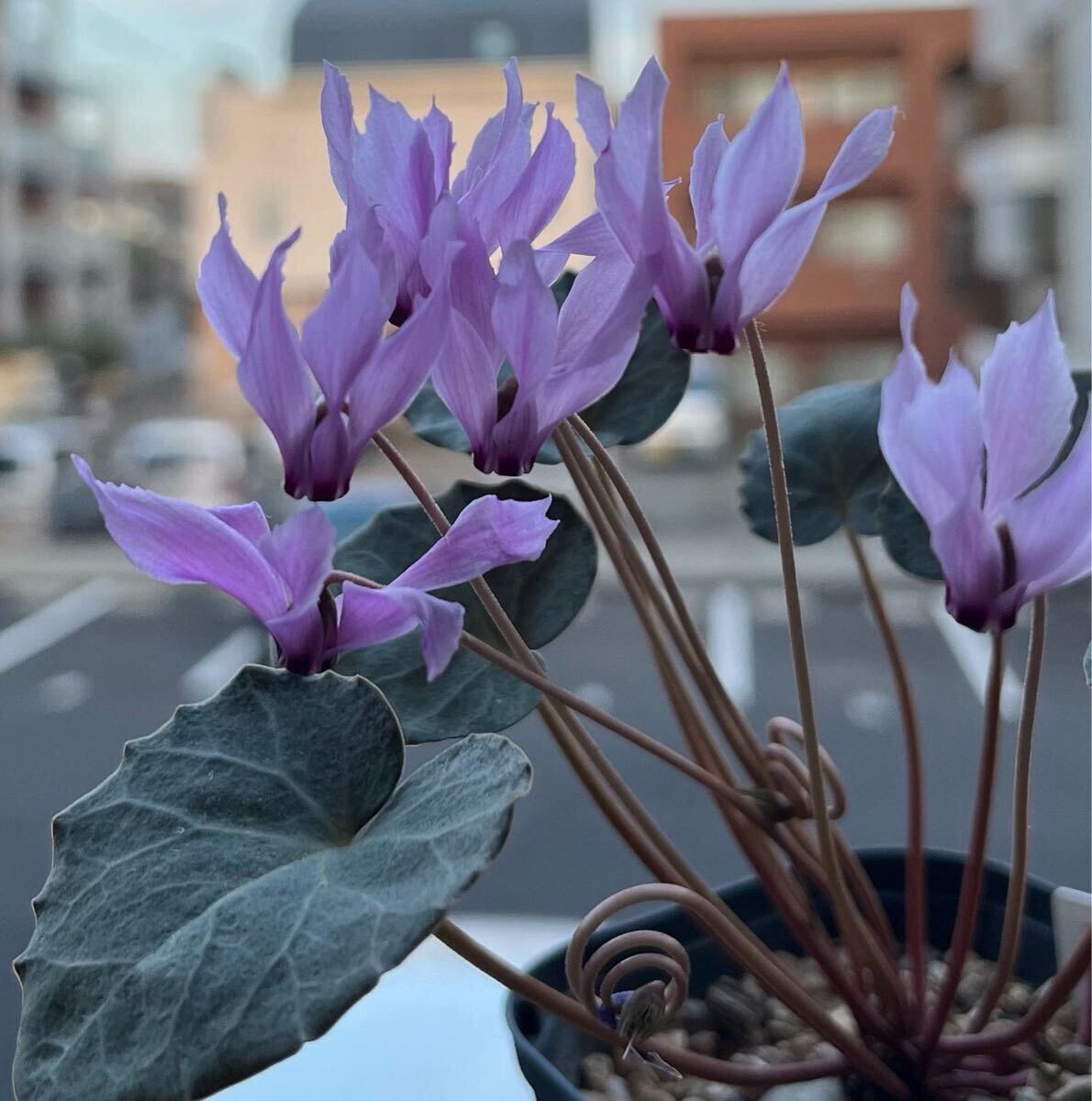 原種シクラメン ミラビレ silver leaf【種子10粒】拍卖