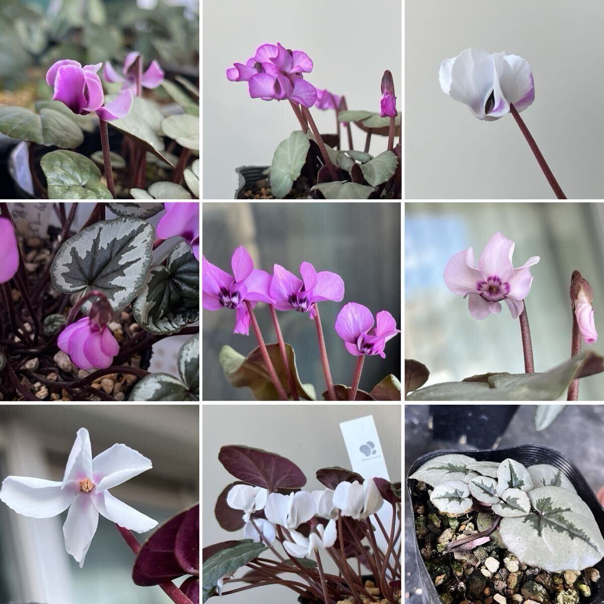 原種シクラメン コウムmix【種子20粒】2024年種子拍卖