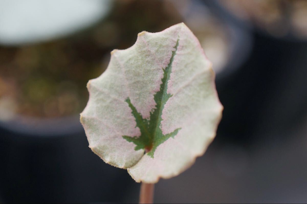 原種シクラメン ミラビレ 小ツリー模様【種子10粒】拍卖