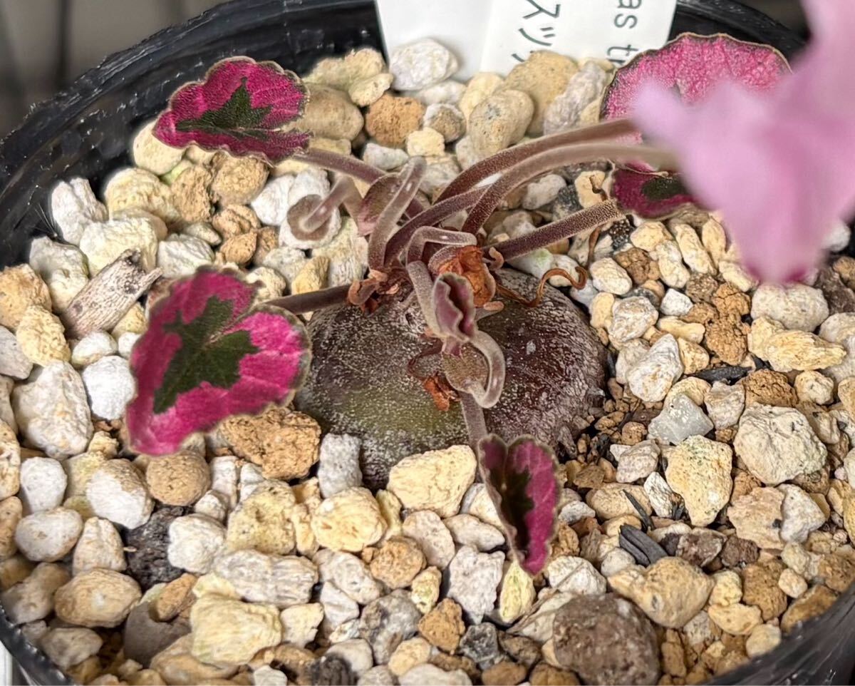 原種シクラメン ミラビレ 強赤葉持続個体【種子10粒】拍卖