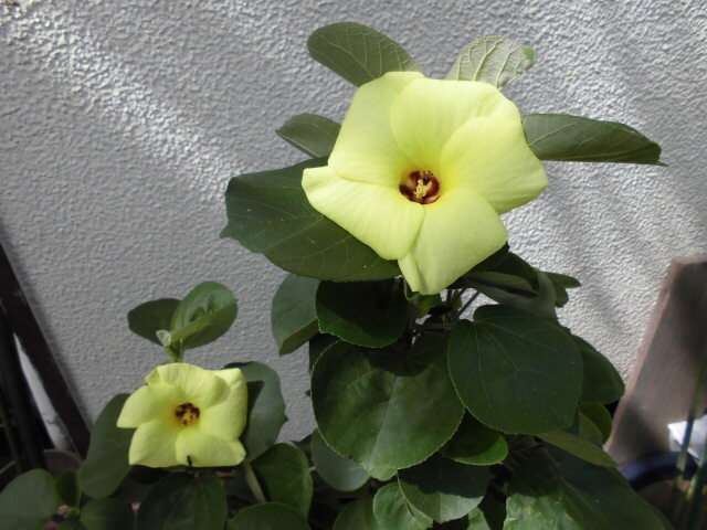 可愛い大きな黄色の花が咲きます【ハマボウ】丈夫で良く育ちます。毎年楽しめます拍卖