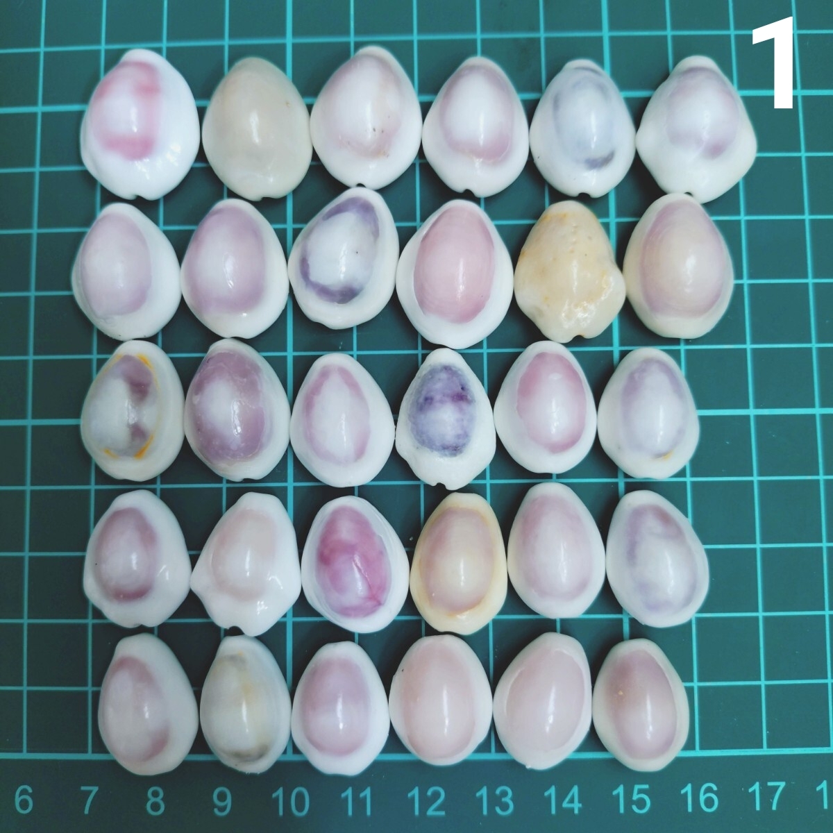 1 タカラガイ セット 宝貝 貝がら 貝殻 貝 微小貝 ハンドメイド 材料 素材 パーツ インテリア オブジェ 置き物 置物 コレクション拍卖