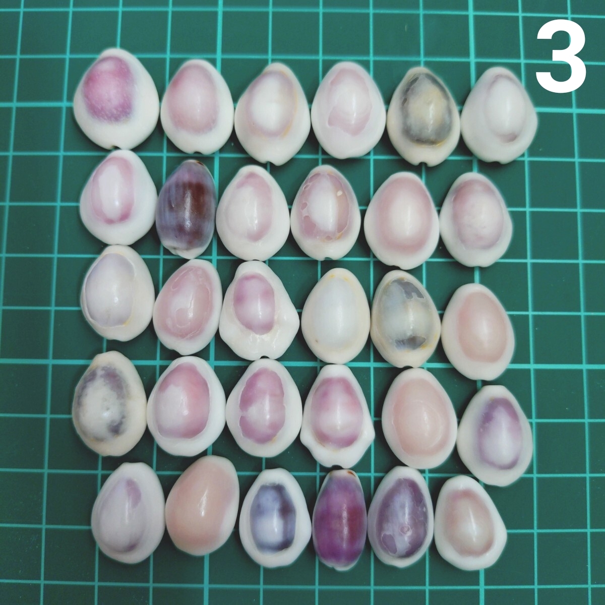 3 タカラガイ セット 宝貝 貝がら 貝殻 貝 微小貝 ハンドメイド 材料 素材 パーツ インテリア オブジェ 置き物 置物 コレクション拍卖